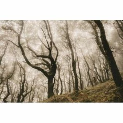 Goodyear Newton MTF Downhill Tubeless Complete Tyre -cykeldæk Eksport butik Goodyear Newton Downhill Tubeless Front MTB Tyre Black 2 5 Tyres Black GR 015 64 584 V005 R 9